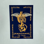 Scholars of Magic Bundle